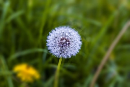 dandelion  beautiful  cute