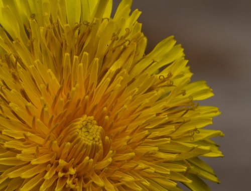 dandelion  flower  nature