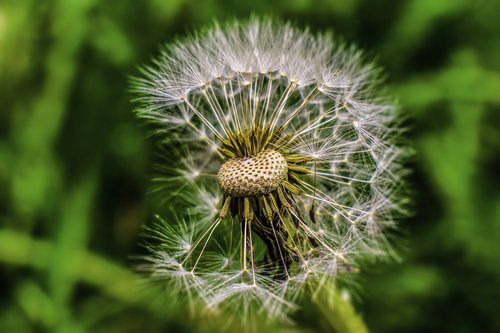 dandelion  seed  foreground