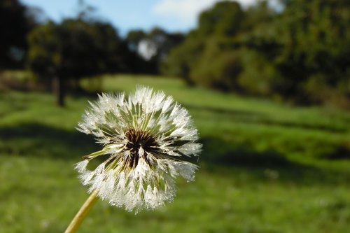 dandelion  dew  morning