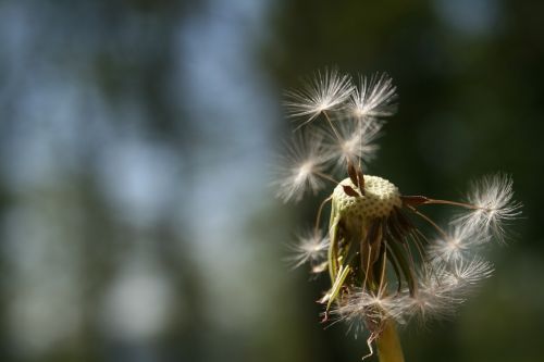 dandelion nature plant