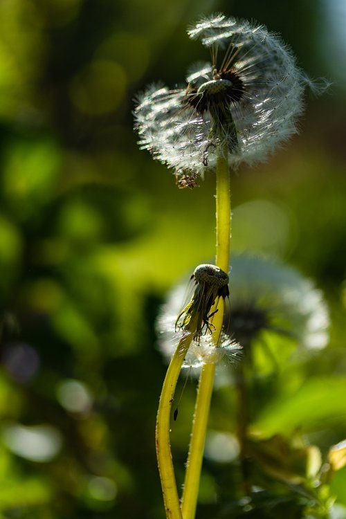 dandelion  nature  plant
