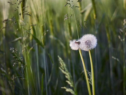 dandelion  green  meadow