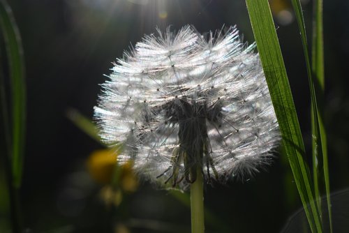 dandelion  backlighting  close up