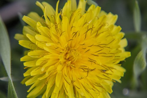 dandelion  flower  yellow