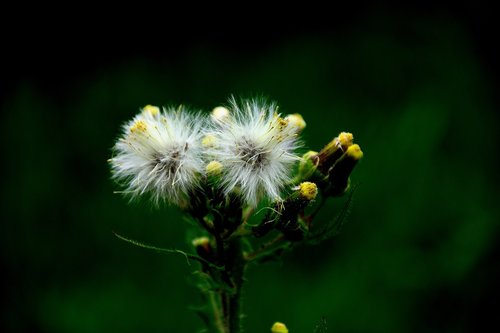 dandelion  seeds  nature