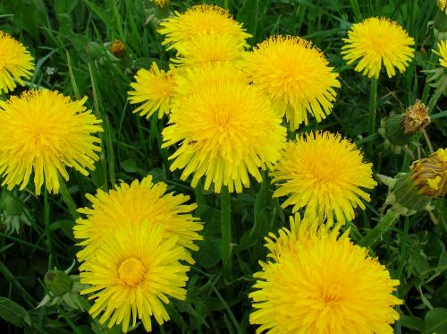 dandelion summer meadow yellow