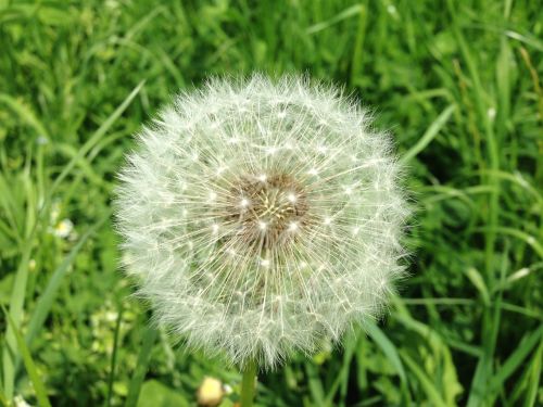 dandelion seeds