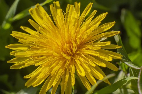 dandelion  flower  grass