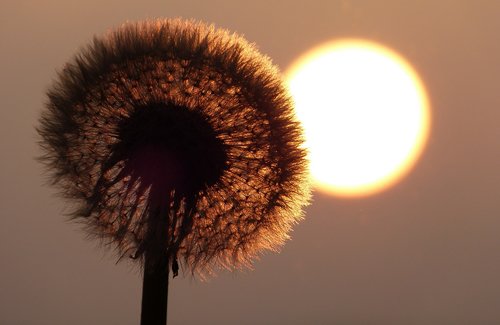 dandelion  sun  pointed flower