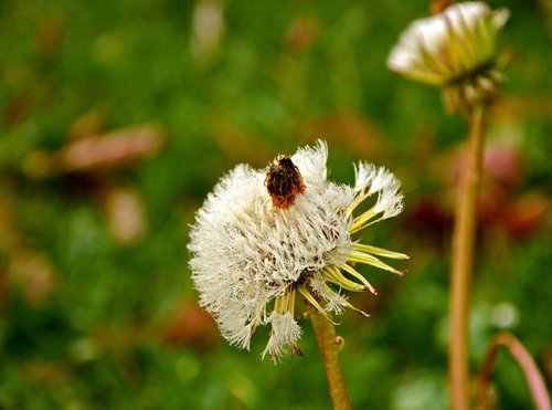 dandelion  dandelion flower  blossom