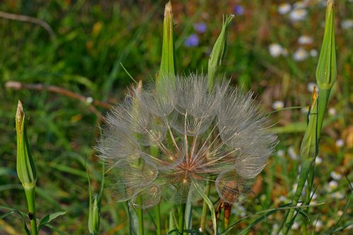 dandelion  autumn  nature