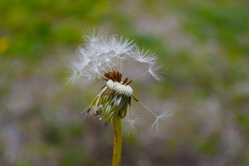 dandelion  grassland plants  buttercup