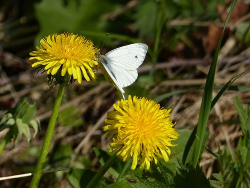 dandelion  butterfly  nature