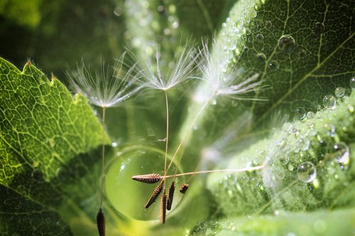 dandelion  water  drop of water