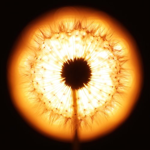 dandelion  sun  black