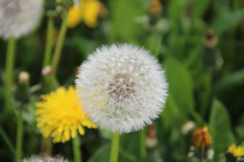 dandelion flower faded dandelion