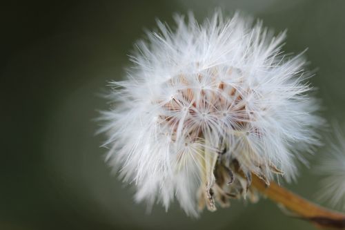 dandelion nature roadside