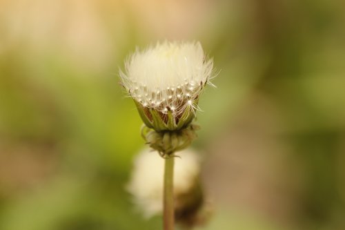 dandelion  bud  furry