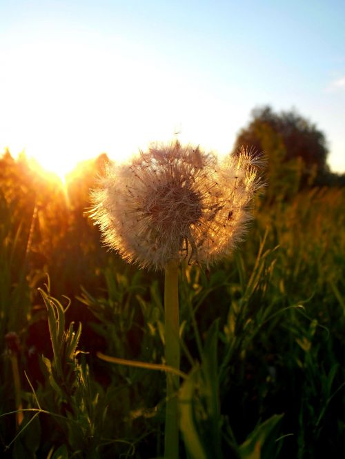 dandelion flower sunset