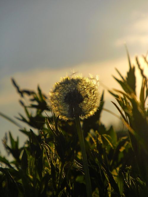 dandelion flower sunset