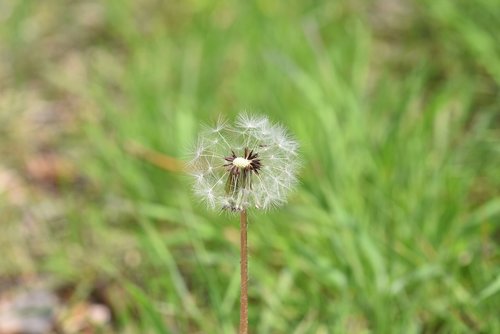 dandelion  mr hall  seeds