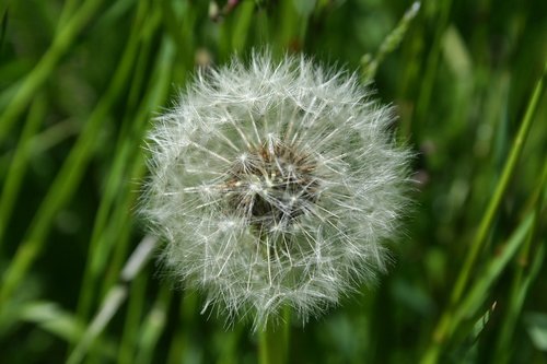 dandelion  wind  seed