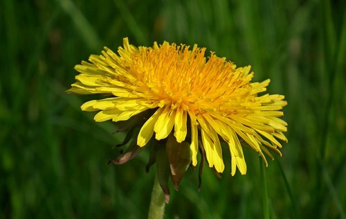 dandelion  nature  flower