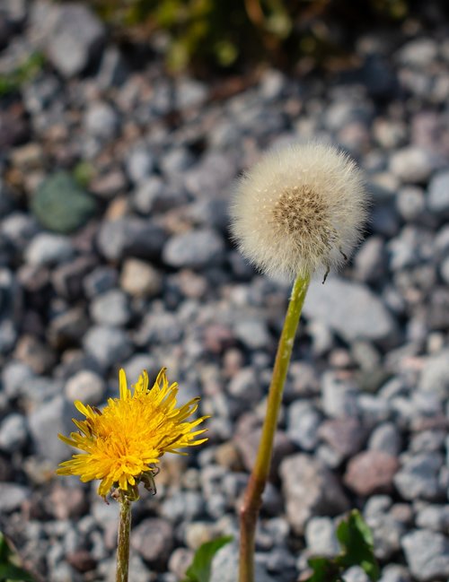 dandelion  wild flowers  rocks