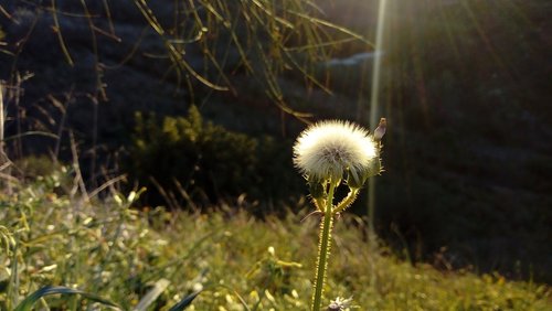 dandelion  flower  ray of light