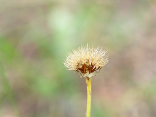 dandelion  bokeh  flower