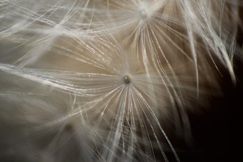 dandelion  macro  plant