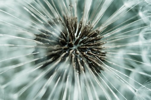 dandelion  blossom  flower