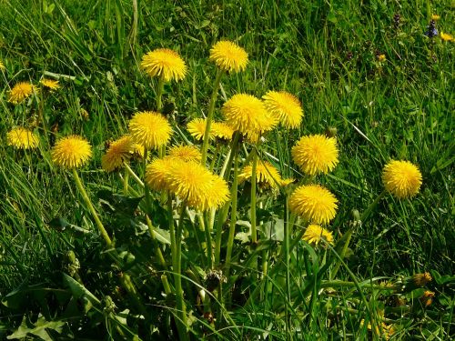 dandelion meadow grass