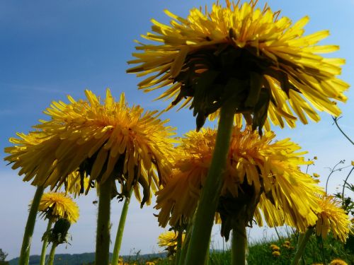 dandelion meadow grass