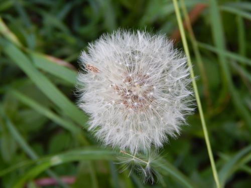 dandelion flower nature