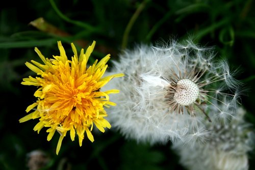 dandelion  buttercup  spring