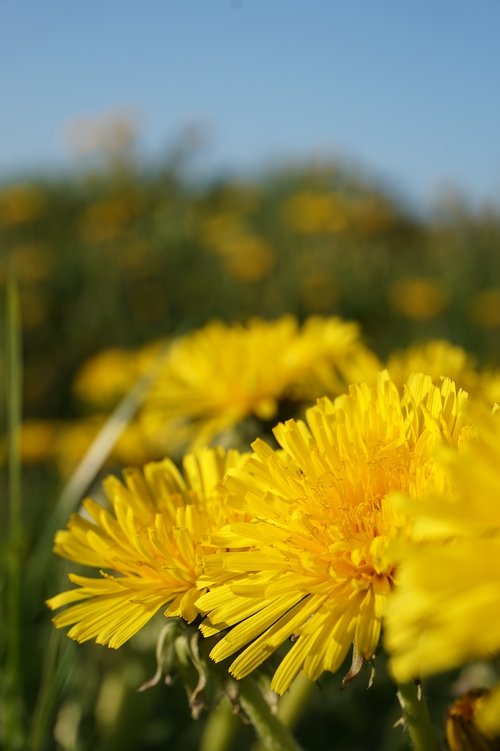 dandelion  summer  nature