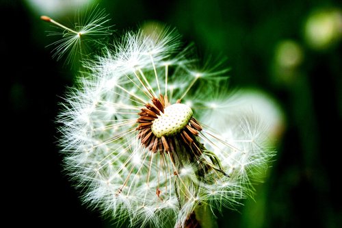 dandelion  wild flower  plant