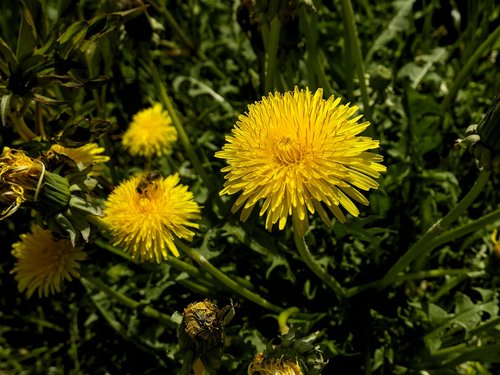 dandelion  yellow  nature