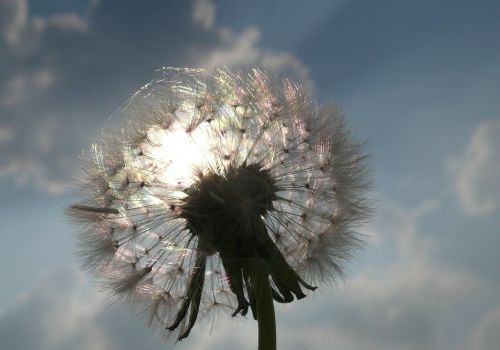 dandelion light sun