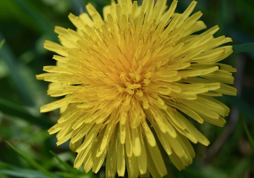 dandelion  yellow flower  fleur des champs