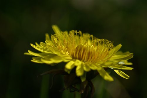 dandelion  pistil  yellow