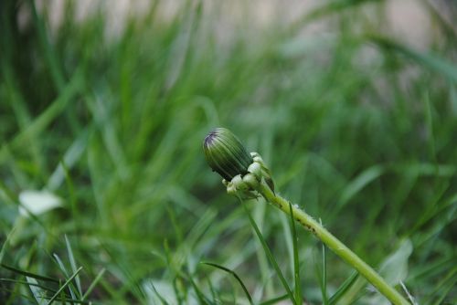 dandelion blossom bloom