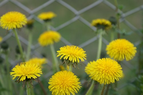 dandelion  flowers  fence