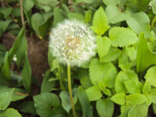 dandelion blowball flower
