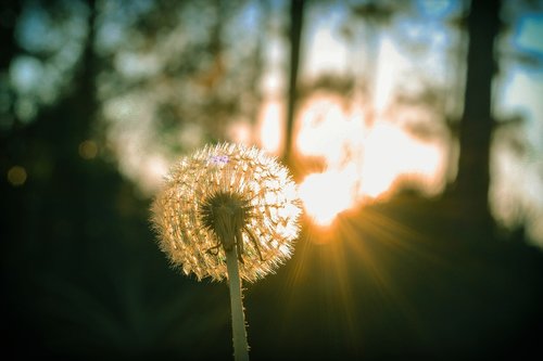 dandelion  flower  wind