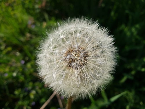 dandelion  closeup  nature