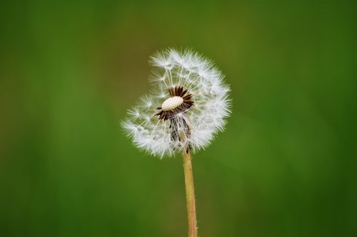 dandelion  plant  alone