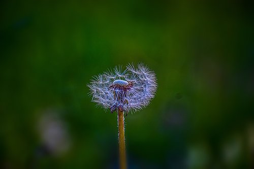 dandelion  nature  plant